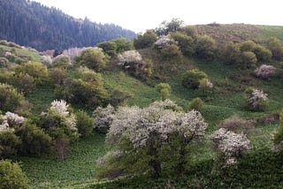 The Wild Apples of the Tian Shan Mountains
