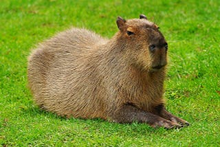 Congratulations! Your Adoption of Pepita the Capybara Comes With New Benefits!