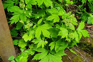 Plant Profile: Pacific Waterleaf