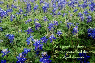 A patch of bluebonnets (Lupinus texensis), the state flower of Texas, bloom in a field near Round Rock, Texas.