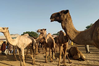 🇸🇴 05/2025 Somalia Travel