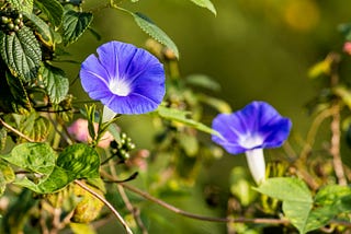 Of Morning Glories and Pine Trees