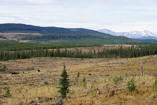 Frontier dreaming: The absence of foothill forests in the Canadian future