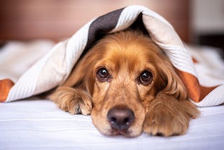 An English Cocker Spaniel