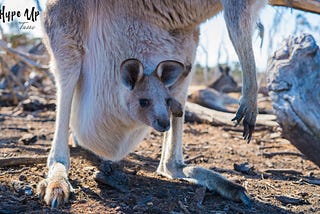 Today, South Australia is going into a six-day Victorian-style lockdown from midnight in a bid to…