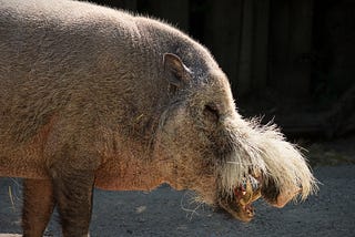 Wild pigs of Southeast Asia