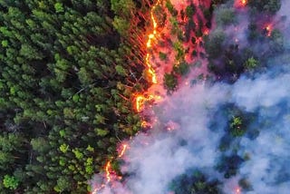 "From Ashes to Resilience: How Greece Rebirths after Devastating Wildfires"