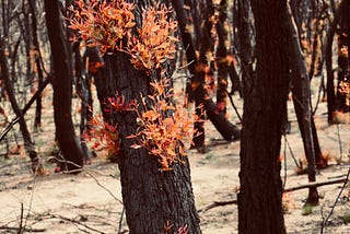 Phoenix from the Sydney Festival ashes: Australia, Palestine & Israel — towards a surprising new…