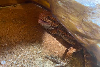 Why Is My Bearded Dragon Hiding and Not Eating? Discover Common Causes and Solutions