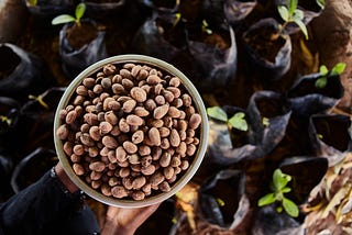 Unleashing the Potential of Impact Investing in the Shea Industry