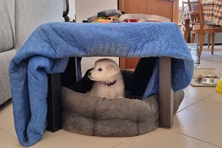 What Taking Care of a Puppy for a Week Taught Me About AI in the Workplace