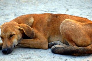 Good dog, bad dog. What street dogs can teach us about our biases.