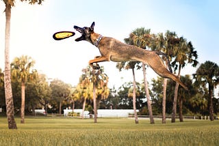 dog leaping to catch a disc