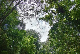 How important is Tengah forest for dealing with climate emergency and biodiversity loss as well as…