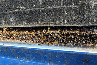 Golden mussels attached to the hull of a watercraft.