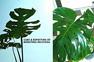 Monstera Deliciosa Growing Conditions and Caring Tips (Swiss Cheese Plant)