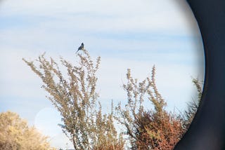 Data provides rare insights into Mojave summer birds, bees