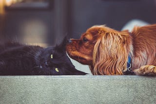 How to ‘Do Your Part’ for your furry friends