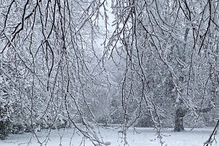 Snow covered branches in front of snowy parkland scene