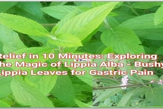 Relief in 10 Minutes: Exploring the Magic of Lippia Alba - Bushy Lippia Leaves for Gastric Pain
