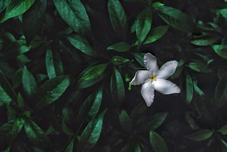 A picture of a single jasmine bloom surrounded by thick, shiny, green leaves.
