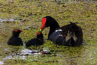 A National Wildlife Refuge in Louisiana Feeds the Soul