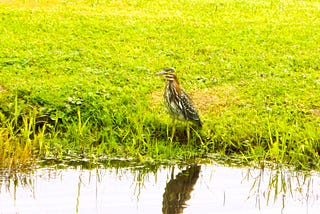 Photographing Two Interesting Birds on the Same Day