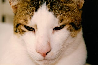 Sad and ill white cat with tabby markings over ears and temples, sitting quietly with eyes half closed © The Cat and Dog House