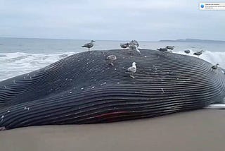 What’s behind recent rise in whale deaths around San Francisco Bay?