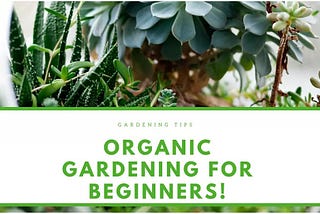 Organic Gardening for Beginners!