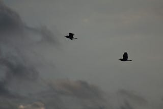 Birds / Crow Flying Click | Bird Photography | Khushab