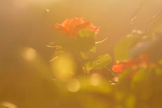 Beautiful rose basking in sunset haze. Mother’s Day 2022 — Copyright Jean Huang Photography.jpg.