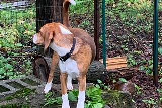 A beagle puppy looks longingly into the neighbor’s yard