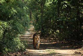 Musings of a Naturalist — the large-hearted gentleman