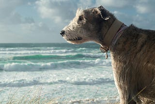 A Bumbling Spanish Learner and the Unexpected Beauty of the Irish Language