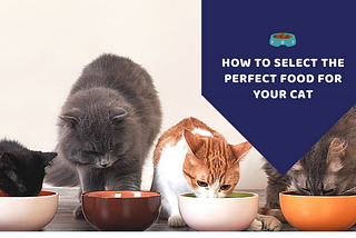 How to Select the Perfect Food for your Cat