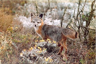 Tiny California Channel Island Foxes