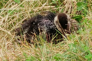 My Dog Friend Found a Baby Duck or Maybe Not