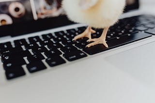 Baby chick standing on a laptop keyboard.