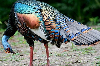 If Lisa Frank was tasked with designing a bird, it’d be the ocellated turkey