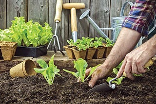 Types of gardens and the way to make one at home?