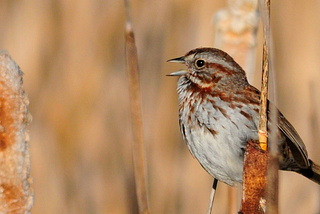 Small brown bird sitting on cattails, with beak open