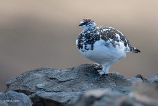 male ptarmigan stands on a rock