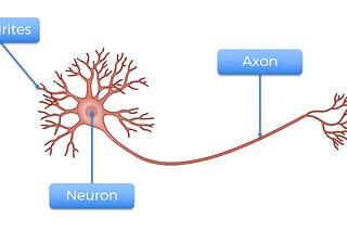 Deep Learning: Neuron