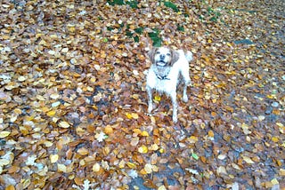 IN REMEMBRANCE OF RUFUS