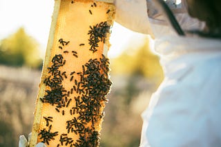 The Business of Bees.