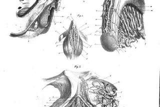 The nerves and vasculature of the clitoris are absent from OB/GYN literature.