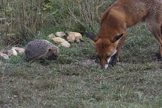 The Hedgehog, the Fox, and the Dabbler