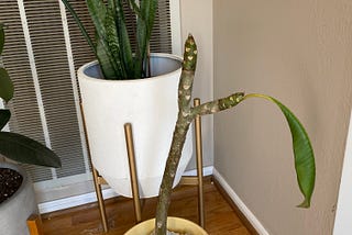 sad tropical house plant with one wilted leaf