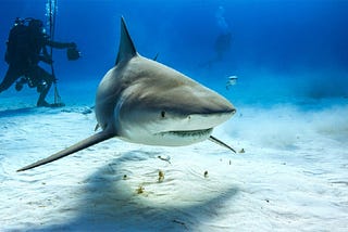 A basking bull shark uninterested in the scuba divers as much as the bait they’ve chummed the waters full.